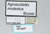 CollectionObject 2869223; CNCI 1013427, 10c7bca7-fe10-43c0-bfe2-2aaa356b9a7b: Agroecotettix modestus. (CollectionObject).