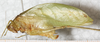 CollectionObject 1475882; 30a3b521-a6b3-4dc3-8520-471e4e64b0ee: female, lateral view (syntype of Phylloptera tenera). (CollectionObject).