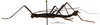 CollectionObject 1563909; a4e2bdaa-0ae9-4edf-9b03-bc360b191eeb: copyright MNHN, Paris. male, lateral view (holotype). (CollectionObject).