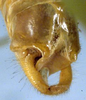 CollectionObject 1532111; 31c02bb1-19ae-4afa-9015-859f66c0e3ae: male cerci (syntype). (CollectionObject).