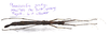 CollectionObject 1584631; db622e50-cc37-40c0-8417-01ceab6ed4fc: (CollectionObject).
