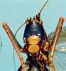 CollectionObject 1529607; 6e7a3d7d-dbe6-4b9c-94a6-bf4e3be57d4f: female, frontal view (holotype). (CollectionObject).