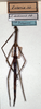 CollectionObject 1558557; NMW 370, 24c3dcc3-0359-494a-a983-bd9e154ec04d: copyright NMW, Vienna. female (holotype). (CollectionObject).