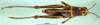 CollectionObject 1567376; bf48ba81-a60b-4e46-b5dc-9ce55317324b: female, dorsal view (paratype). (CollectionObject).