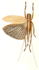 Capnogryllacris nigripennis trimaculata (Griffini, 1913): Pl. I, Fig. 2. habitus, dorsal view. (Otu).