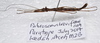 Parabrosoma brevifemurum Seow-Choen, 2018: (Otu).