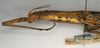 Oxyartes lamellatus Kirby, 1904: copyright NMW, Vienna. female: head and thorax, lateral view of synonym Oxyartes honestus (possible syntype?). (Otu).