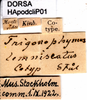 CollectionObject 1580200; 8b1cafe6-4b70-4ea2-aee8-e2ce05c0fe76: labels (syntype). (CollectionObject).