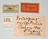 CollectionObject 1561358; 95b1cf49-2a4a-4571-84bc-429fba99cabd: copyright MIZ, Warsaw. male, data labels (syntype). (CollectionObject).;CollectionObject 1561359; 7fea4d77-908e-4597-9734-c9a775e418e4: copyright MIZ, Warsaw. male, data labels (syntype). (CollectionObject).