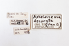 Other: !! display not done !! on Aphelonema decoratum (Van Duzee, 1908): (Observation).