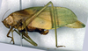 CollectionObject 1500558; 438158fe-bd38-4bad-a3d7-10fe6d7600dd, DORSA BTgonimmHTF: female, latyeral view (holotype). (CollectionObject).