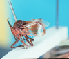 Habitus, lateral view: !! display not done !! on Mina aliena Walker, 1858: (Observation).