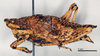 CollectionObject 1535527; 28097188-c241-48c0-80c5-45dcb9171339: female, lateral view (holotype of Caconda plicatula). (CollectionObject).