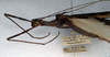 CollectionObject 1561463; NMW 188, b976076c-c4f3-40a5-bc11-20f998f432de: copyright NMW, Vienna. male: head and thorax, lateral view (syntype). (CollectionObject).