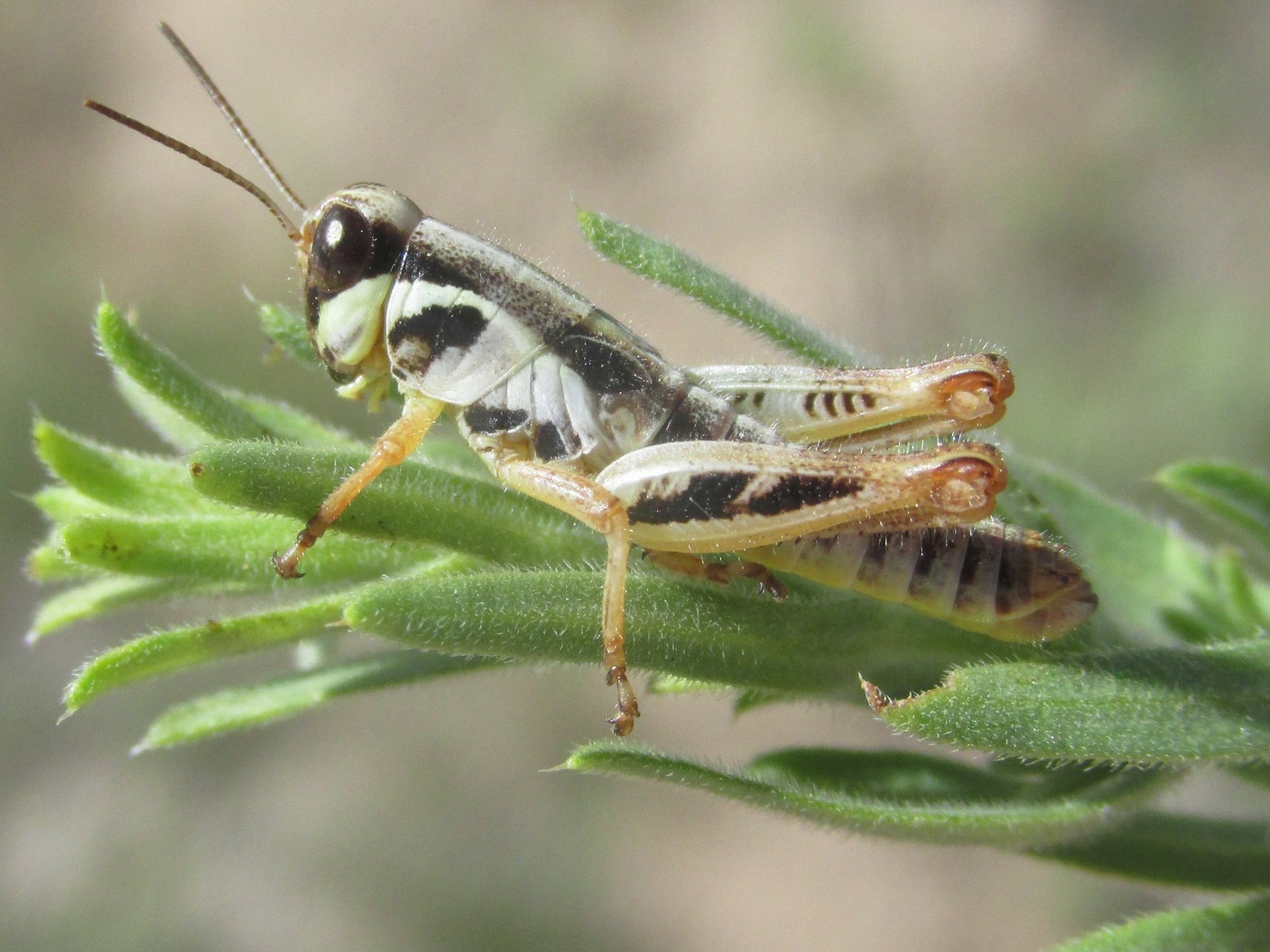 5th-instar nymph (about 5 miles south of Chadron, Nebraska, 18 June 2020). Depicts Melanoplus dawsoni (Scudder, 1875), an Otu.