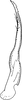 Stylus: !! display not done !! on Hebata (Signatasca) solani (Curtis, 1846): Stylus. (Observation).