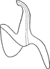 Aedeagus, lateral view on Arboridia (Arboridia) agrillacea (Anufriev, 1969): Aedeagus, lateral view. (Observation).
