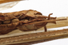 CollectionObject 1529820; 50f1a515-fcf5-4b97-a401-14cd929a492a: male abdomen tip, ventral view (lectotype of Tylopsis meruensis). (CollectionObject).