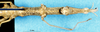 CollectionObject 1507043; d504aeac-a30f-46cf-aba9-a682197a89a5: female, ventral view (holotype). (CollectionObject).
