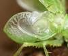Aerotegmina taitensis Hemp, 2013: 2013. male, right tegmen (Taita Mountains, Mount Vuria). (Otu).