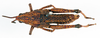 CollectionObject 1518432; 4ec4834d-2f03-4927-88a3-3cb979026207: female, dorsal view (lectotype of Monistria lacrimans). (CollectionObject).