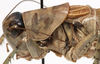 CollectionObject 1527098; efa9305f-2f9d-4000-809d-0ced1abfdcce: male pronotum, lateral view (holotype). (CollectionObject).