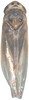 Habitus, dorsal view on Arboridia (Arboridia) agrillacea (Anufriev, 1969): Habitus, dorsal view. (Observation).