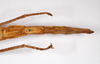 CollectionObject 1563527; 2846a930-93b0-4f85-90ad-10e5e80bb43b: copyright ZMHB, Berlin. female: end of abdomen, ventral view (holotype). (CollectionObject).