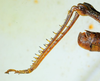 CollectionObject 1498818; 2da30b4f-c860-4267-8220-dc97688621d0: 2012. male, hind tibiae, lateral view. (CollectionObject).