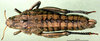 CollectionObject 1502608; d375a82f-7ff3-4527-9a8c-064f4323f997, DORSA BA000440S02: female, dorsal view (allotype of Nocaracris cyanipes tristis). (CollectionObject).