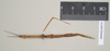CollectionObject 1558545; NHMUK(SF IMPORT DUPLICATE) 844753, 8b6c281e-0e2d-4fe3-9c31-4b2526afe683: copyright Natural History Museum, London. female of Bacillus peridromes (holotype) [leg probably does not belong]. (CollectionObject).