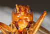 CollectionObject 1531276; 48681b7a-2be1-437d-970c-6ca62050ee3e: female, anterior view (syntype). (CollectionObject).