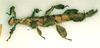 copyright RMNH, Leiden. female Extatosoma popa (holotype). Depicts CollectionObject 1558783; adba52b5-d648-4a83-91e7-2d9f4361e795, a CollectionObject.