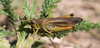CollectionObject 1593889; 77ce283a-66b1-432c-8fca-b82ebb382538: male (SRB, Stara planina, 11.07.2021). (CollectionObject).