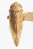 Habitus, dorsal view on Colladonus cachellus Ball, 1937: (Observation).