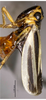 Habitus, lateral view on Evacanthus nigristreakus Li & Wang, 2002: (Observation).