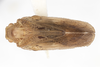 Habitus, dorsal view on Capistra Fennah, 1947: Capistra basalis (Caldwell, 1951). (Observation).