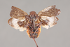 Habitus ventral view: !! display not done !! on Acmonia punctata Lallemand, 1959: (Observation).