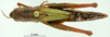 CollectionObject 1530672; bfe84f3a-b1e0-4a7d-a426-70dadf90f2dc: female, dorsal view (syntype or paratype). (CollectionObject).