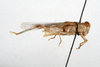 male, lateral view (syntype). Depicts CollectionObject 1501136; 0f43146f-0839-4849-aa4d-8b7ee3a09f0f, a CollectionObject.