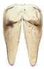 Subgenital plate, ventral view on Biza craspa Kramer, 1962: Male holotype [USNM]: valve and subgenital plates, ventral view. (Observation).