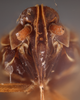 Head: (Observation).