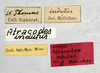Other on Atracodes indutus (Melichar, 1902): (Observation).