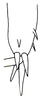 Comicus capensis Brunner von Wattenwyl, 1888: Fig. 11. distal left protibia, inner view. (Otu).