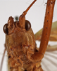 CollectionObject 1534507; 75ba925d-712a-4e9f-8d94-aa838f185da0: male face (syntype). (CollectionObject).