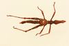 CollectionObject 1518053; 2a95c149-0ca1-414d-8645-367a52e438e3, NHMUK015105080: male, dorsal view (lectotype). (CollectionObject).