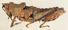 CollectionObject 1518423; 88bd4a4d-dab4-4c45-b588-a6bb85ed2ccb: female, lateral view (holotype). (CollectionObject).