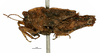 CollectionObject 1567960; 4cf3660e-4ed7-4e84-b73f-b49be6b67d64: female, lateral view (paratype 1/3). (CollectionObject).
