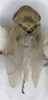 Habitus, dorsal view: !! display not done !! on Mocuellus (Mocuellus) xilingolensis Zhang, 2014: (Observation).