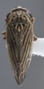 Habitus, dorsal view on Exitianus excavatus DeLong & Hershberger, 1947: Dorsal. (Observation).